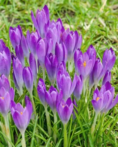 tommasinianus barr's purple.jpg